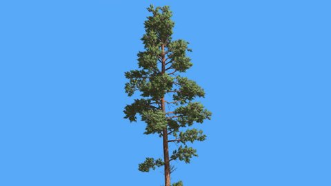 Scots pine, Thin Tree, Pinus sylvestris, Tall Tree in Summer, Tree on a Chroma Key, Alfa, Blue Screen, Coniferous Evergreen Tree is Swaying at the Wind, green crown, tree at sunny day, windy breezy