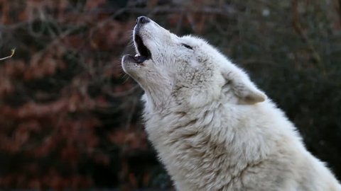 Howling White Hudson Bay Wolf