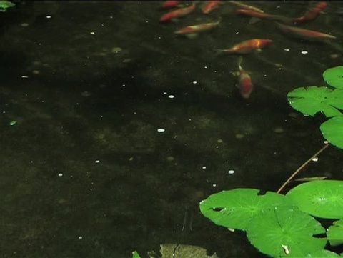 Koi Fishes swimming into shot 