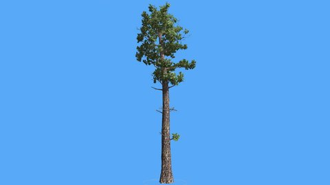 Sample Conifer, Pinophyta Tree on a Chroma Key, Alfa, Blue Screen, Tall Tree with branches on a top, Coniferous Evergreen Tree is Swaying at the Wind, Needle-Like Leaves, Thick Bark, green crown,