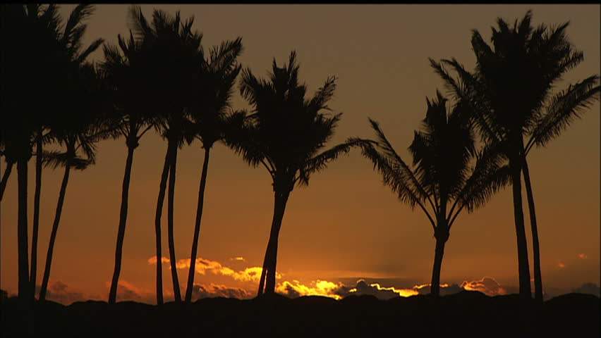 Classic Hawaiian Orange Sunset With Silhouetted Palms Blowing In Breeze