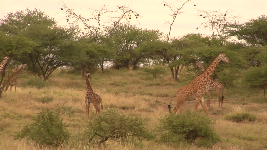 Wandering Giraffes, Serengeti National Park