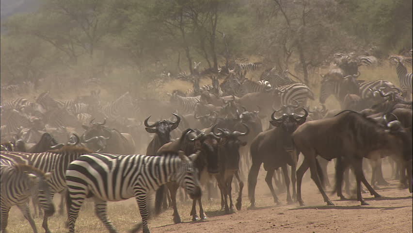 Zebras and Wildebeests; Migration, Serengeti National Park