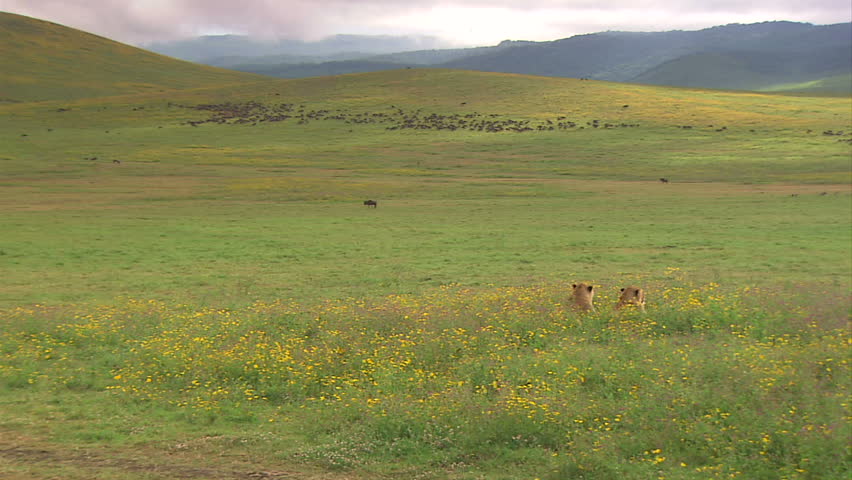 Two Lions In Field Watching Wildebeest, Ngorongoro