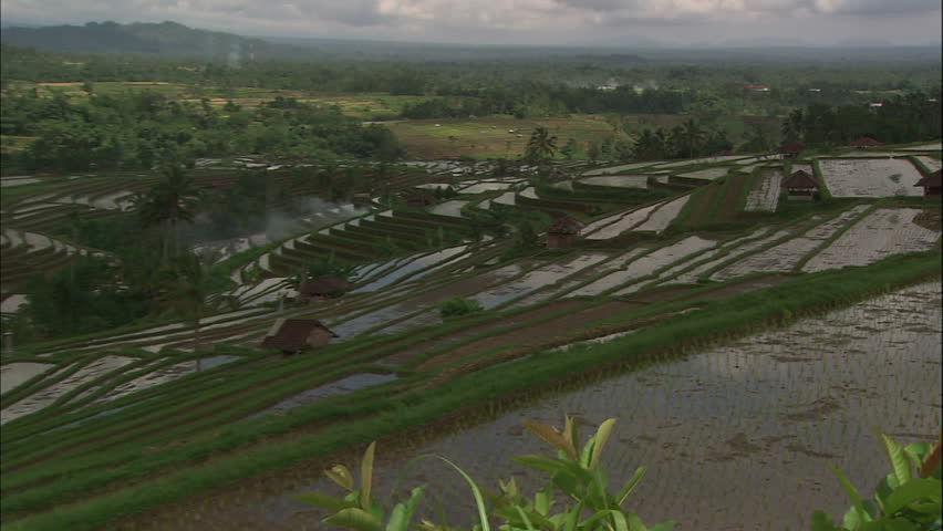 Pan Left Pull Of Tiered Rice Paddies, Balinese Landscape