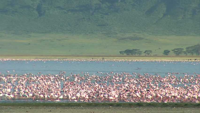 Thousands Of Flamingos In Lake