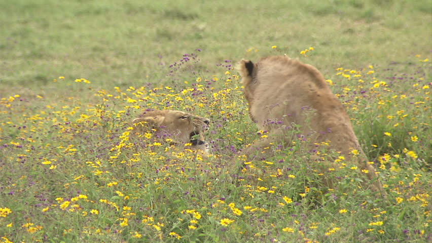 Two Lions In Flowers, Ngorongoro Crater