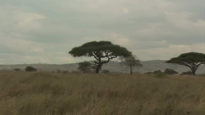 Pair Of Lions In Tree, Serengeti Plains