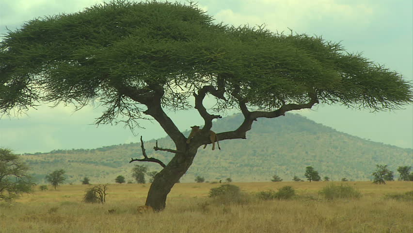 Two Lions In Serengeti, One In Tree Asleep