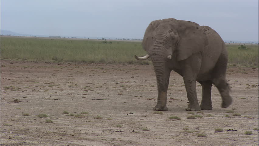 Wandering Elephant, Arusha National Park