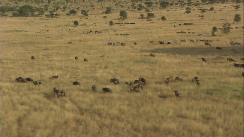 Wildebeest and Zebra Migration, Africa, Aerial View