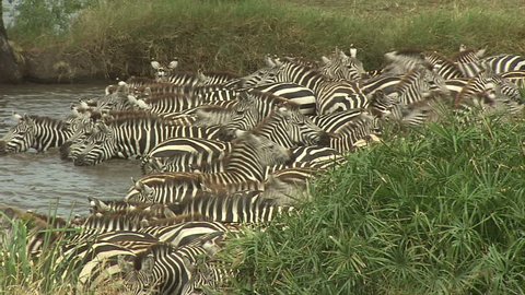 Heard Of Zebras Spooked At Waterhole and Running