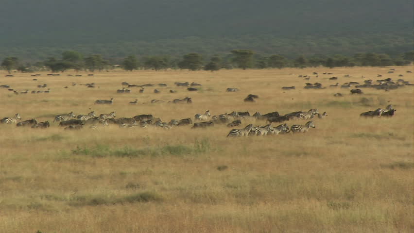 Running Giraffes and Wildebeest In Serengeti Migration