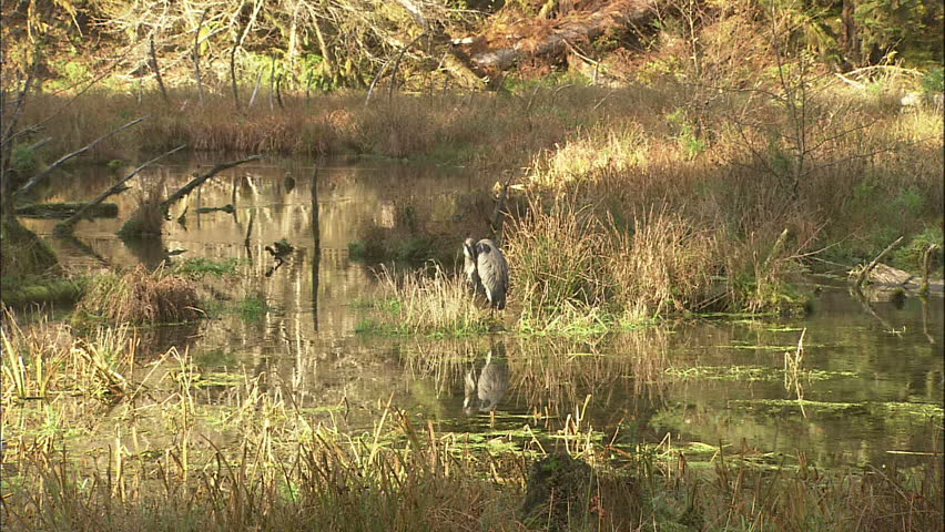 Great Blue Heron Reflected in Pond, Slow Zoom into Close-Up