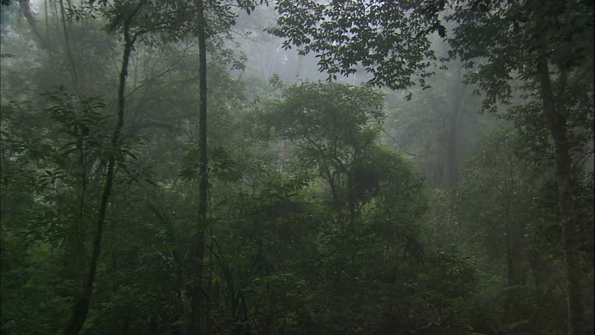 Misty Dark Balinese Forest