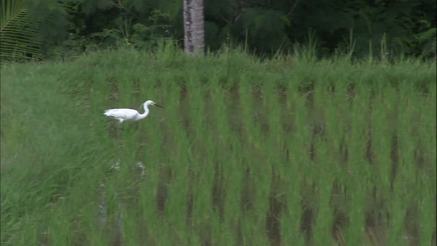 Egret Taking Flight From Rice Paddies