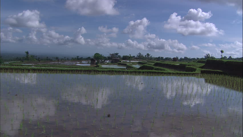Sky Reflected In Young Rice Paddies