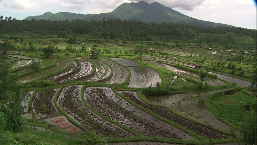 Balinese Landscape With Rice Paddies And Mountains, Zoom