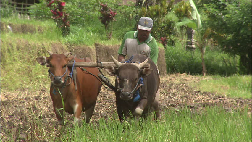Man Plowing His Field With Cows, Bali