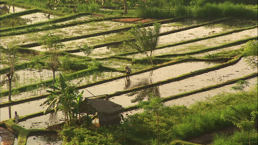 Man Working In Rice Paddy Pull To Reveal Landscape Of Rice Paddies