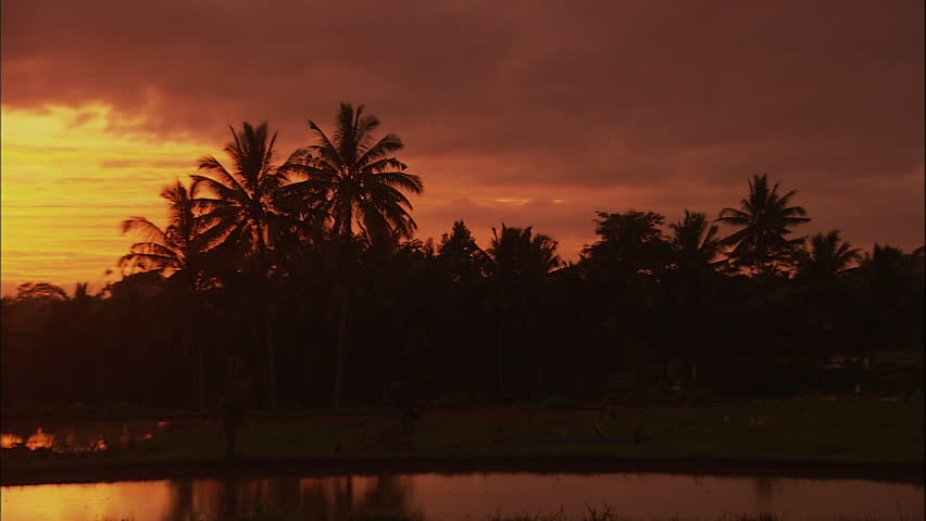 Orange Sunset With Palm Trees Reflected In Flooded Rice Paddy