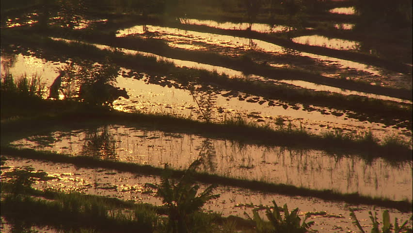 Rice Paddy At Sunset With Man Plowing Fields Using Cows, Bali