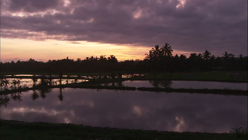 Balinese Sunset Reflected In Rice Paddies