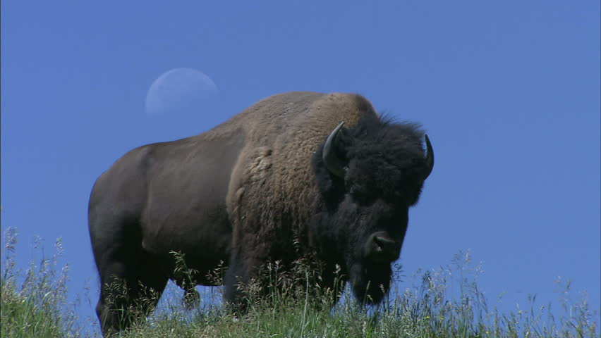 Great Spirit Buffalo Close-up Against Blue Sky With Moon On Grass Hill In Yellow