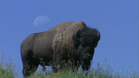 Great Spirit Buffalo Close-up Against Blue Sky With Moon On Grass Hill In Yellow Stone National Park