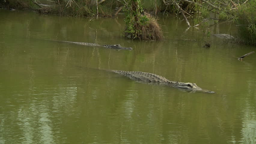 Static Shot of Multiple Alligators Stock Footage Video (100% Royalty ...