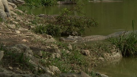 Static shot of alligator climbing onto riverbank