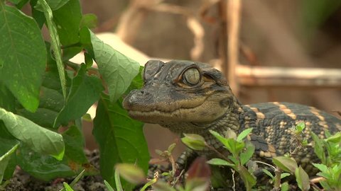ECU - Newborn alligator crouching by plants