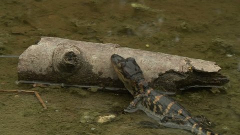 Newborn alligator crawls over small log and swims away