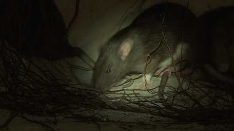 ECU of rats scurrying over each other in burrow