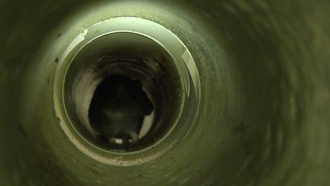 Static ECU of rat trapped in pipe