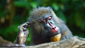 Closeup of a male mandrill monkey. with its blue and red facial features. relaxing in his habitat enclosure. FullHD video