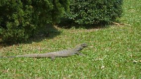 Solitary monitor lizard. sunning himself in the lawn of a popular. public garden park in Southeast Asia. FullHD video