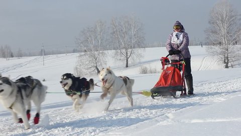 NOVOSIBIRSK - FEB. 21: Sled Dog Racing. The Siberia's first festival devoted to dogs of northern riding breeds. Sportsman musher runs dogsled on snowy track. February 21, 2016 in Novosibirsk Russia