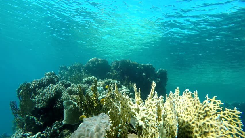 Clear Water Fish Coral Reef Depth Stock Footage Video 100 Royalty