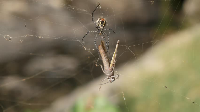 Fix my spiders. A harmless Spider. Видео паук Бабуин.