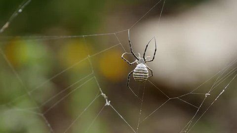 Black and yellow (Argiope) spider sitting in its own web, resting spider