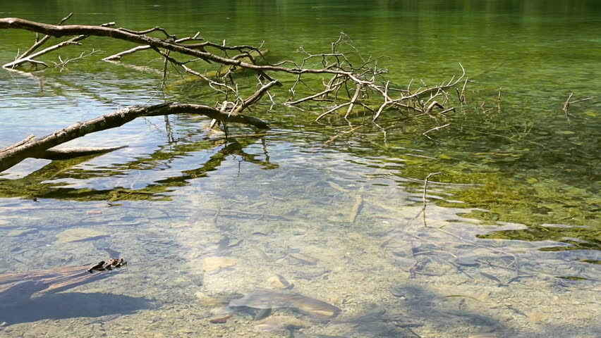 Two ducks in clear water of Plitvice Lakes Croatia