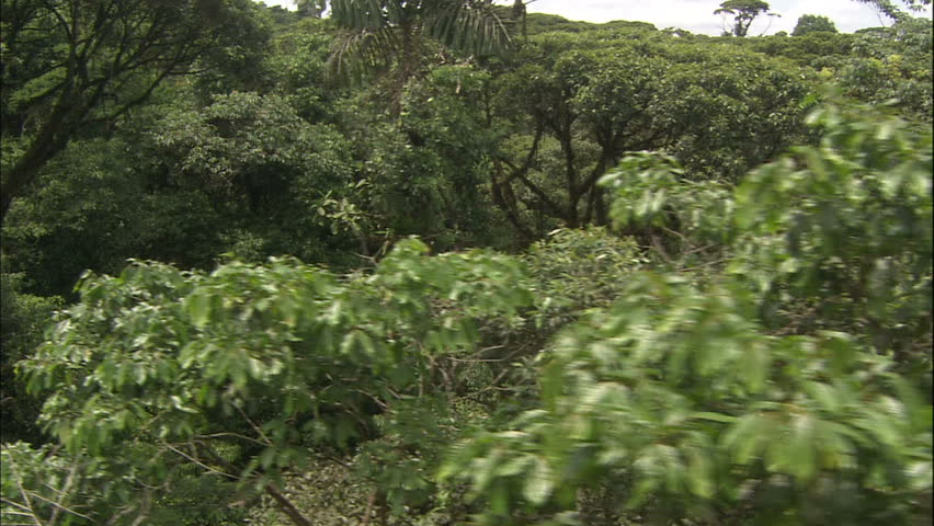 Aerial Dolly Shot of Lush Costa Rican Jungle Canopy