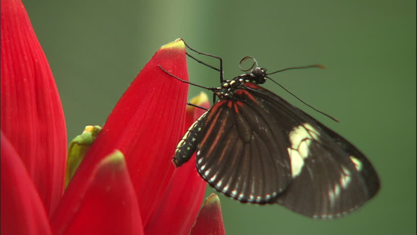 Doris Longwing Butterfly Upon Vibrant Red Flower
