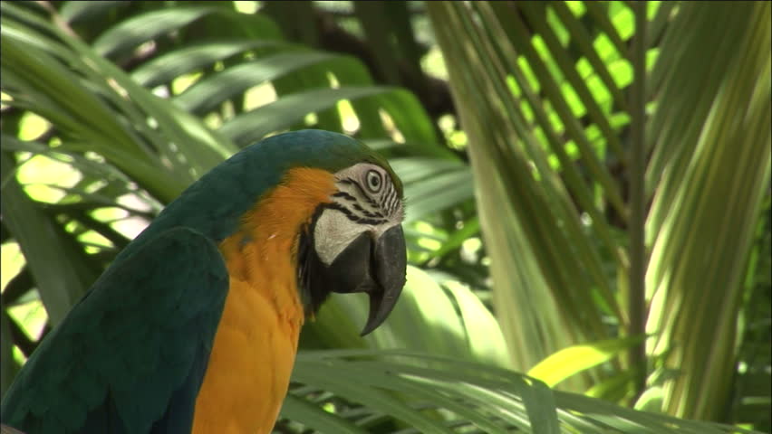 Close-up of Blue and Yellow Macaw