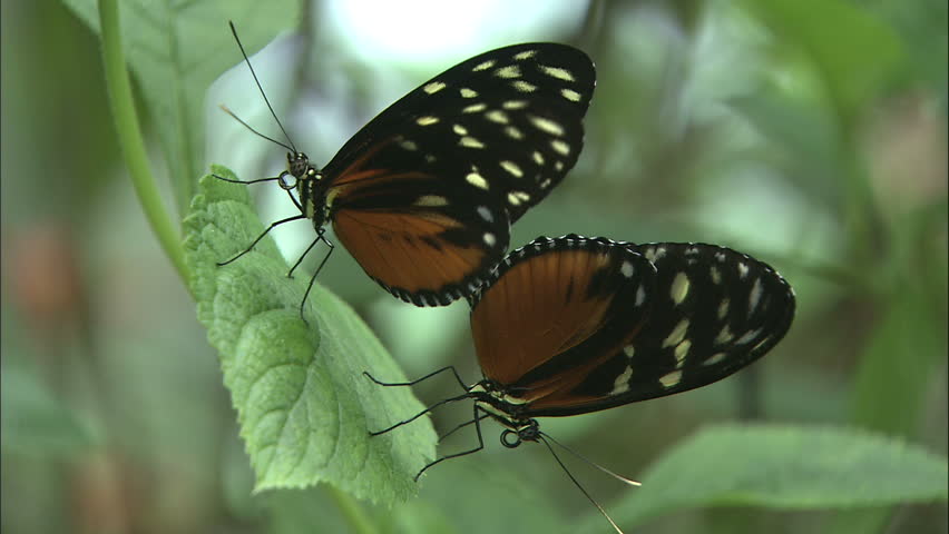 Tiger Long Wing Butterflies Mating