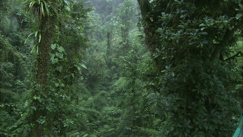 Dense Jungle Canopy of Coast Rican Cloud Forest