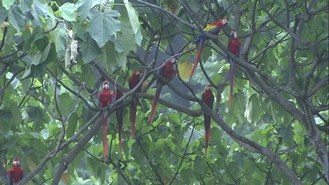Flock of Scarlet Macaws Perched on a Single Branch