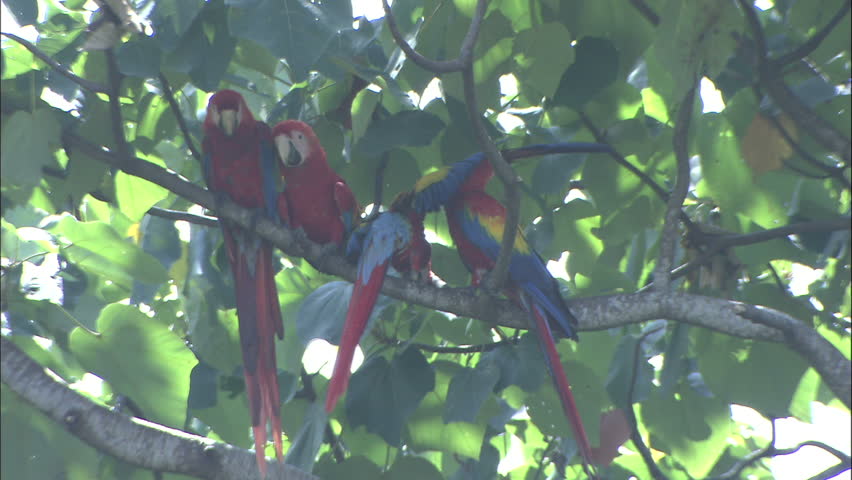 Scarlet Macaws Preening on Branch