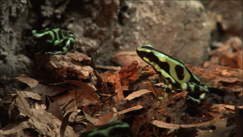 Pair of Green and Black Poison Dart Frogs on Forest Floor